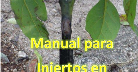 Manual De Injertos Pdf Cultivo De Rboles Frutales Jardiner A