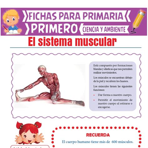 El Sistema Muscular Para Primero De Primaria Actividades Educativas