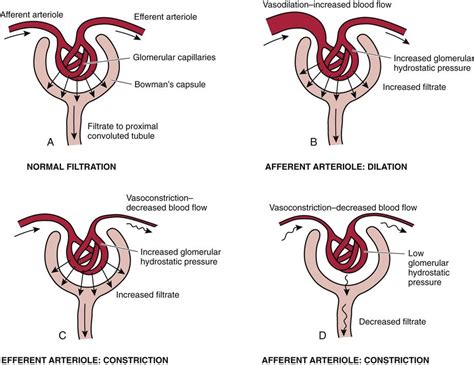 Afferent Arteriole And Efferent Arteriole