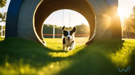 Unleash Fun at Dog Parks: Agility Equipment for Furry Friends