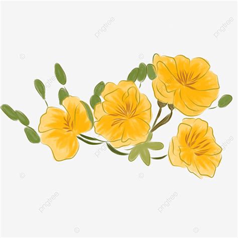 Apricot Blossom Yellow Png Picture Yellow Apricot Blossoms Yellow