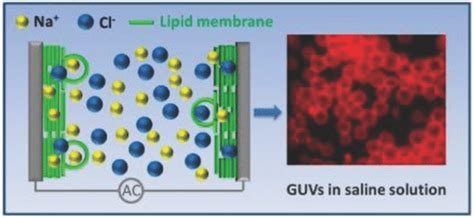 Schematic Presentation Of The Formation Of Guvs By Electroformation