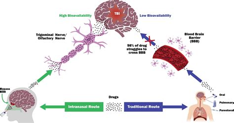 Intranasal Delivery Of Mitochondria Targeted Neuroprotective Drugs A