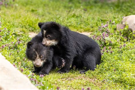 Insanely Cute Andean Bear Cubs at the Smithsonian Zoo Show Their ...