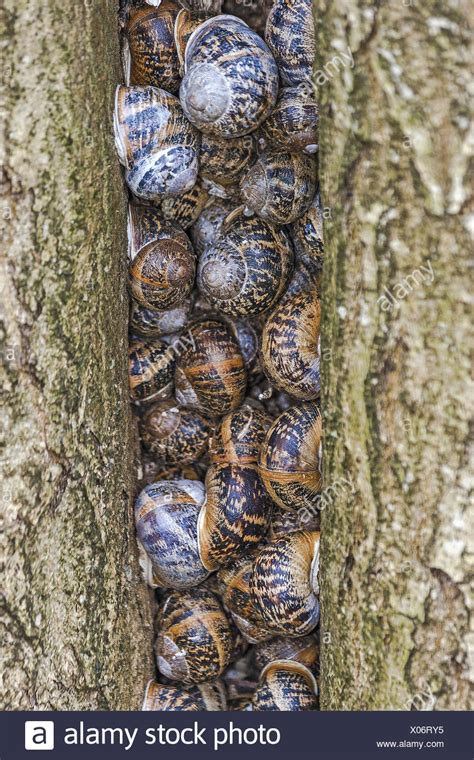 Hibernating Snails Stock Photos Hibernating Snails Stock Images Alamy