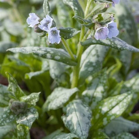 Szkółka Bylin Dobrepole - Pulmonaria 'Moonshine' - miodunka