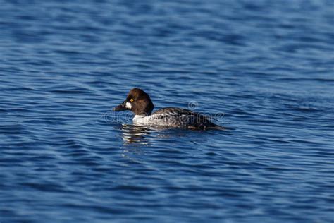 Female Goldeneye Duck stock photo. Image of waterfowl - 64398292