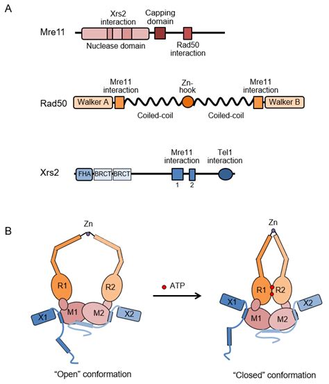 Genes Free Full Text Role Of The Mre11 Complex In Preserving Genome