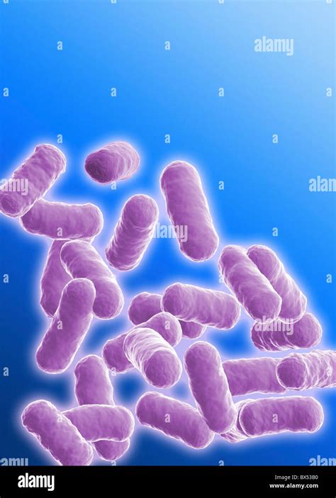 Bacillus Bacteria Hi Res Stock Photography And Images Alamy