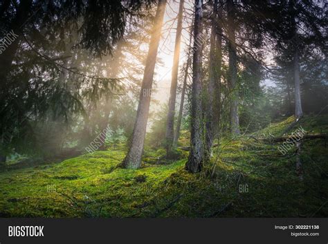 Imagen y foto Sunset Pine Forest (prueba gratis) | Bigstock