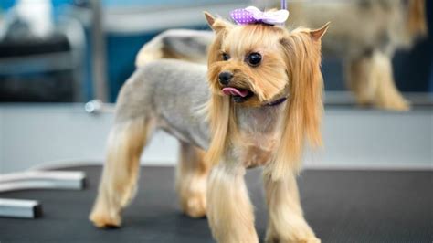 Proven Yorkie Grooming Methods: Achieve a Well-Groomed Yorkie – Yorkie ...