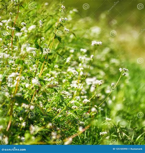 Blooming Buckwheat Fagopyrum Esculentum Field in the Rays of the Summer ...