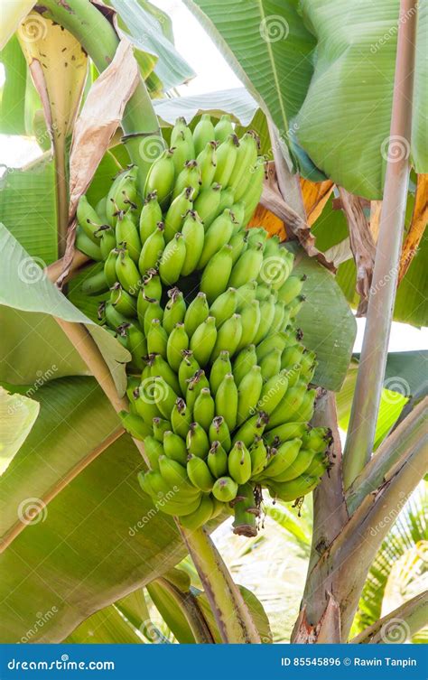 Bunch Of Ripening Bananas On Banana Tree Stock Photo Image Of Forest