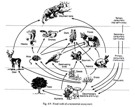 Food Web of a Terrestrial Ecosystem | Food web, Zoology, Trophic level