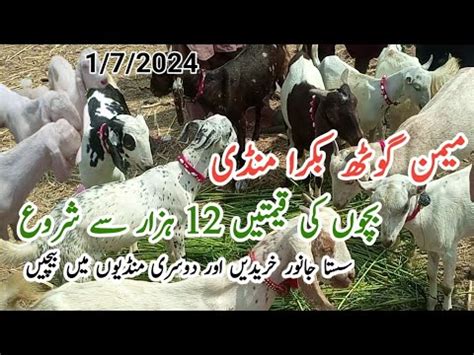 Memon Goth Bakra Mandi Latest Update Youtube