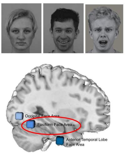 Biopsychologie Vorlesung Karteikarten Quizlet