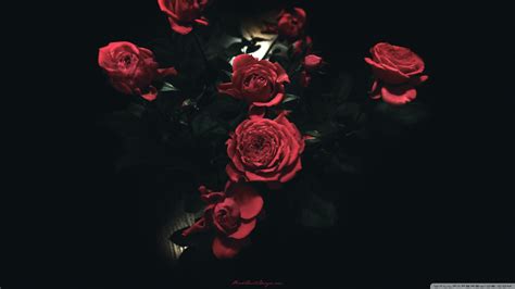 🔥 [20+] Dark Rose Wallpapers | WallpaperSafari