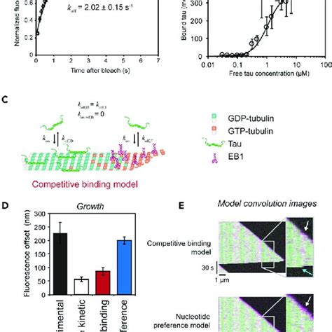 2N4R Tau Preferentially Binds Microtubules Composed Of GDP Tubulin Over