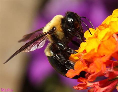 Bumble Bees Pollinators Extraordinaire