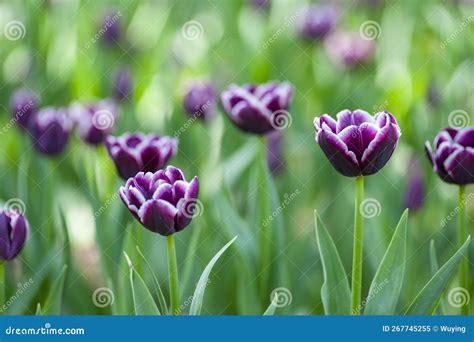 Purple Beautiful Tulips In Garden Stock Image Image Of Summer Nature