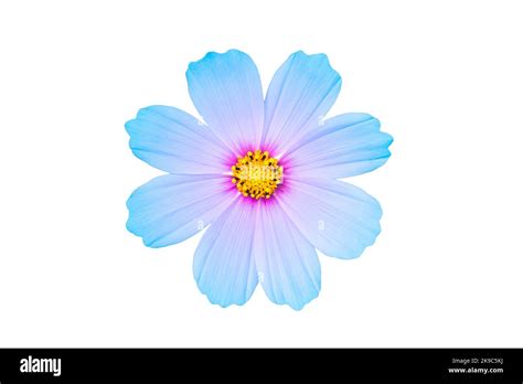 Blue Cosmos Bipinnatus Flower Isolated On White Background Ornamental