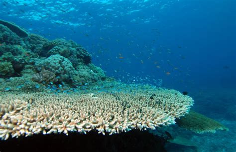 Natureza Emiss O De Co Aumenta Acidez Do Oceano E Prejudica Corais