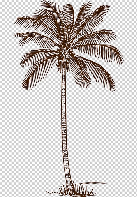 Palmeras dibujo arte de línea coco coco palmera tallo de la planta