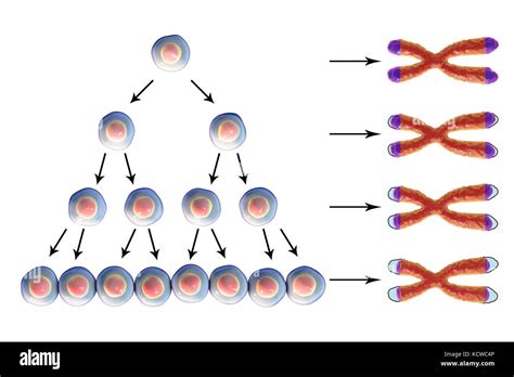 Telomere Shortening With Each Round Of Cell Division Conceptual