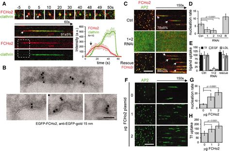 Fcho Proteins Are Nucleators Of Clathrin Mediated Endocytosis Science