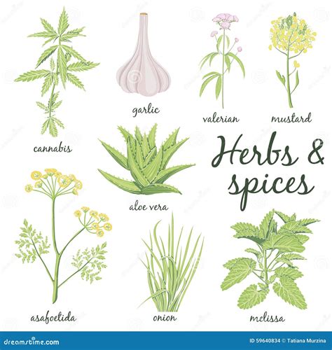 Herbs And Spices Set Stock Illustration Illustration Of Garlic