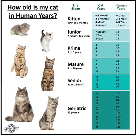 Newborn Kitten Progression Cat Age Chart With Pictures 56 Off