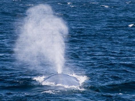 Whale Blowhole By Theresa Diaz