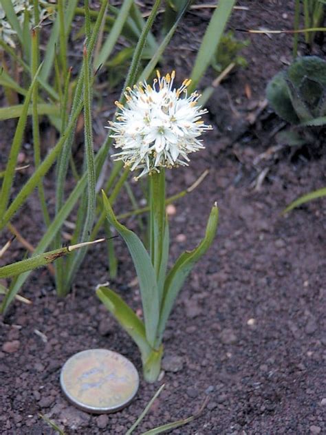 Pacific Horticulture Kitulo Plateau The Garden Of God