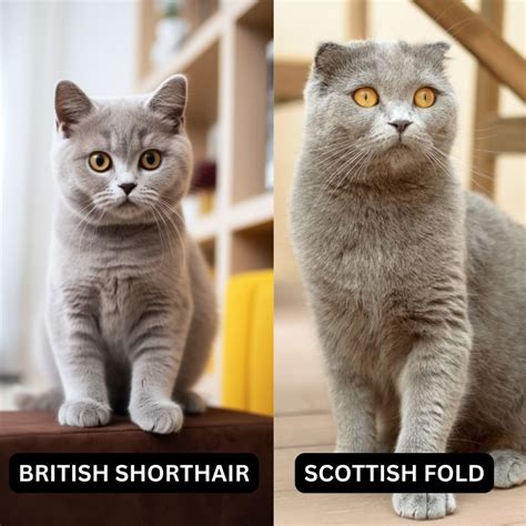 British Shorthair Cat Scottish Fold Mix Unveiling Surprising Facts