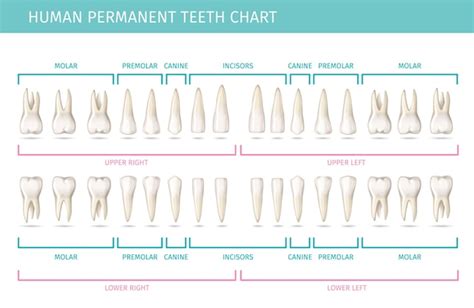 Molar Tooth: Anatomy, Location And Function Kenhub, 50% OFF