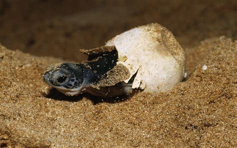 Começa Desova De Tartarugas Marinhas Nas Praias Do Brasil A Crítica