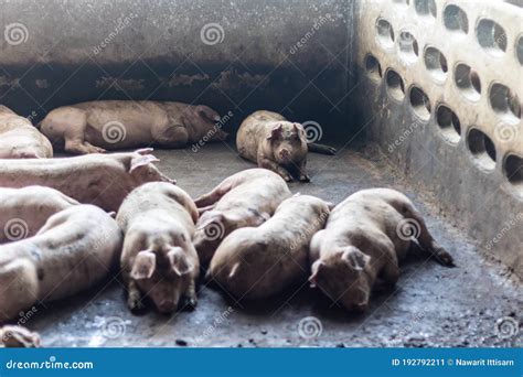 The Pigs Go To Bed After Eating Their Food Stock Image Image Of