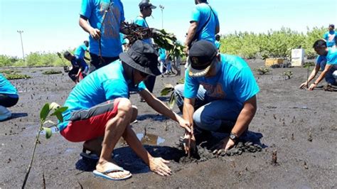 Bkipm Manado Tanam Pohon Mangrove Di Pantai Tumbak Tribunmanado