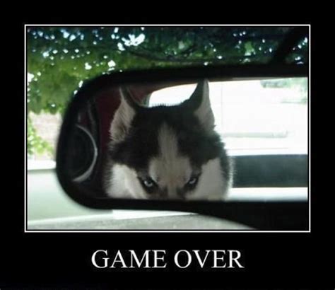 Game Over Funny Pictures Demotivation Dogs Husky Animals