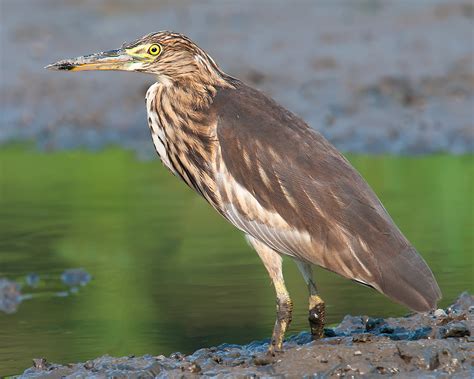 Chinese Pond Heron Photos Shanghai Birding 上海观鸟