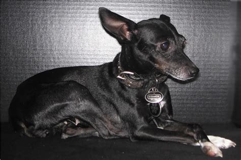 Rat Terrier Info Temperament Care Puppies Pictures