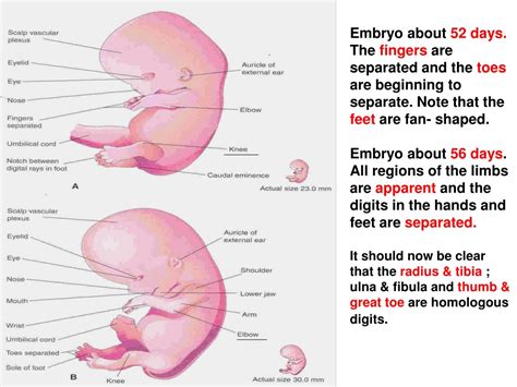 Ppt Limb Development Powerpoint Presentation Free Download Id 9420185