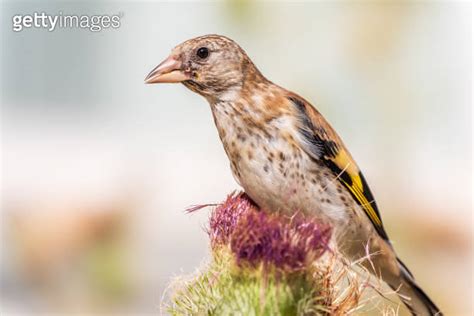 European Goldfinch With Juvenile Plumage Feeding On The Seeds Of