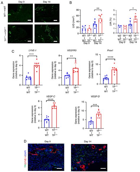 TP Signaling Inhibition Promotes Lymphangiogenesis In Endometrial