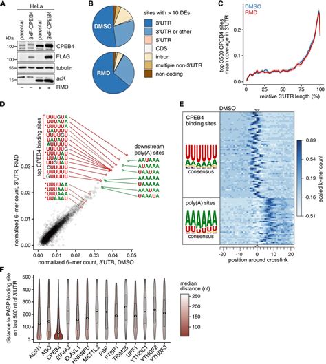 Identification Of Cpeb Binding Sites By Par Clip A Western Blot