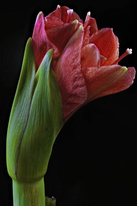 K Amaryllis Closeup Black Background White Hd Wallpaper Rare