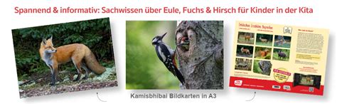 Eule Fuchs Und Hirsch Tiere Im Wald Entdecken Erz Hlen Begreifen