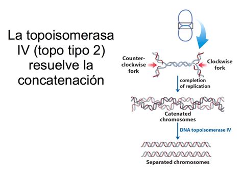 La topoisomerasa IV en la terminación