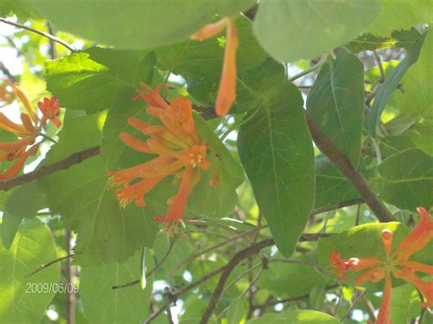 Wild Honeysuckle Free Stock Photo Public Domain Pictures