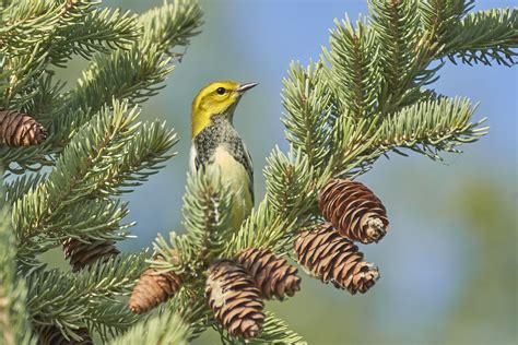 Black Throated Green Warbler DSC04746 Dana Siefer Flickr